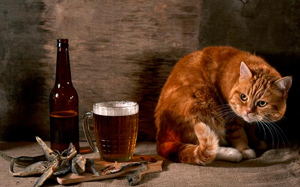 кот и пиво