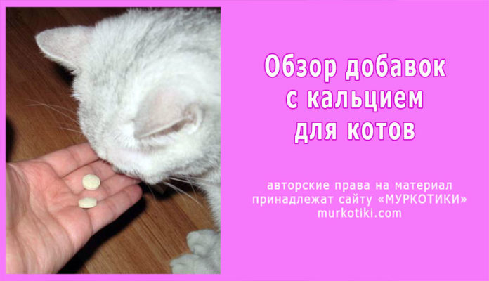 Кальций для кошек и котов: где взять и как давать?