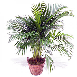 areca palma