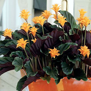 calathea crocata