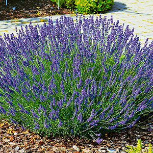 lavanda