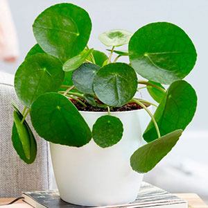 pilea pip