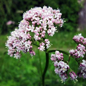 valeriana