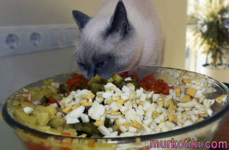 кошка ест оливье
