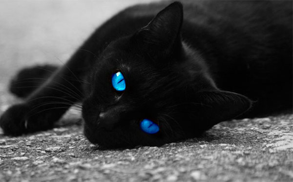 Цвет глаз шотландских кошек