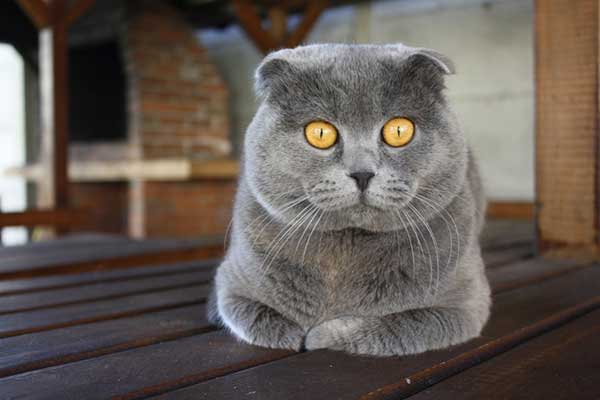 серая кошка с желтыми глазами