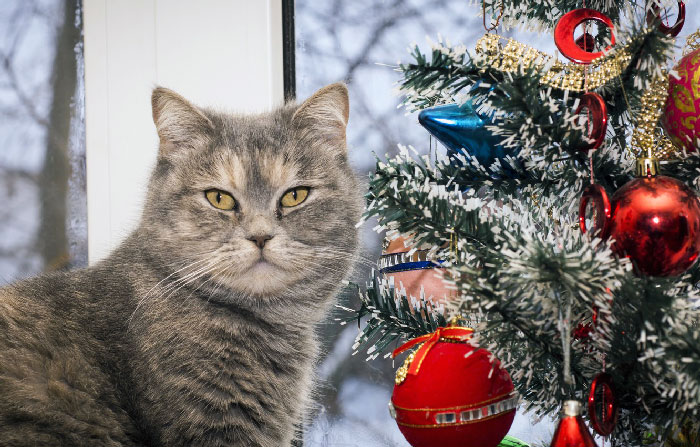 кот и елка