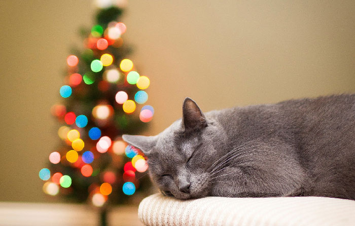 кошка и елка