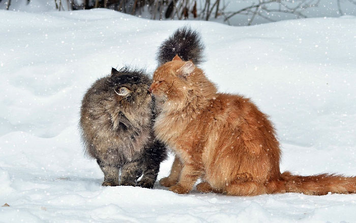 кошки целуются