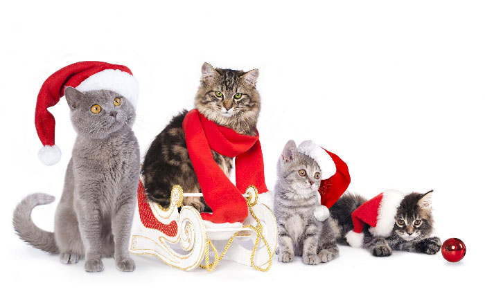 коты-олени