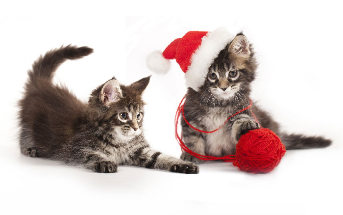 новогодние котики
