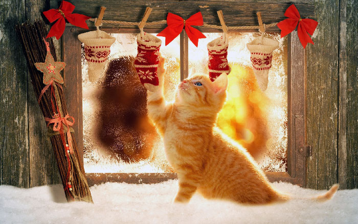 новогодние котики