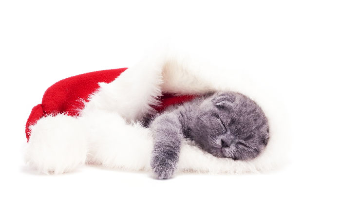 новогодние котики