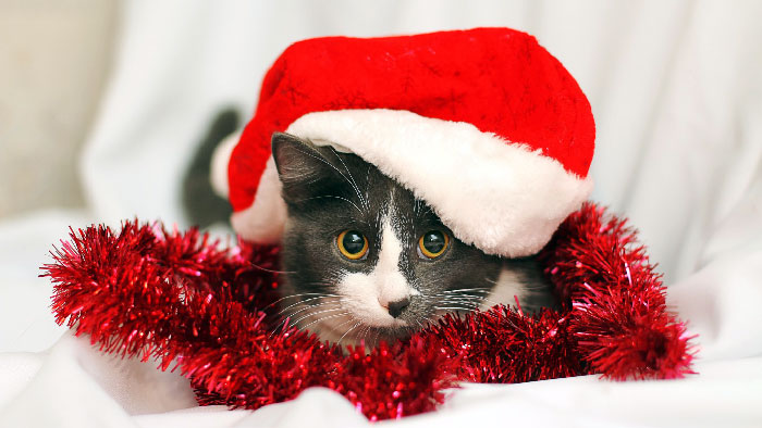 новогодние котики