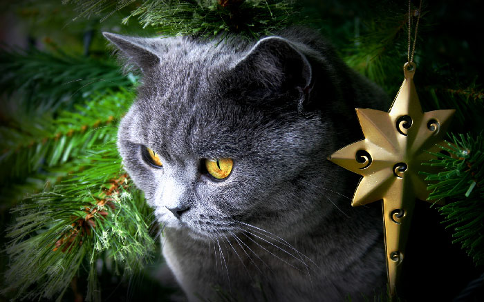 новогодние фото котов