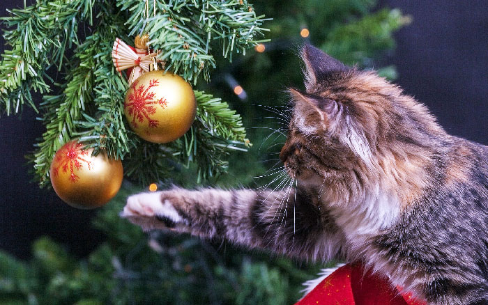 новогодние фото котов