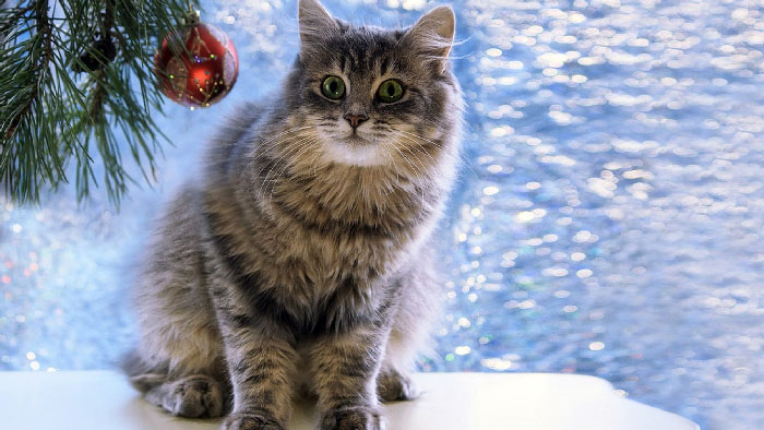 новогодние фото котов