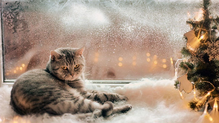 новогодние фото котов