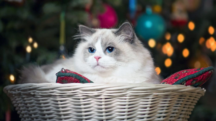 кот и новый год