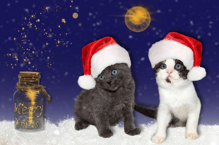 кот и новый год