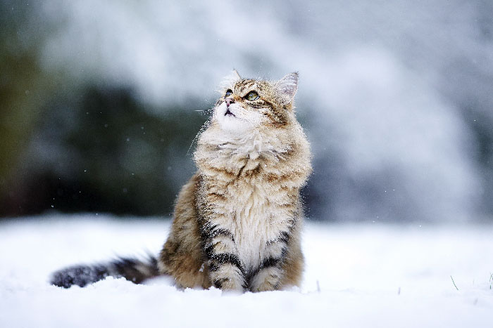 кот и новый год