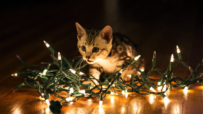 кот и новый год