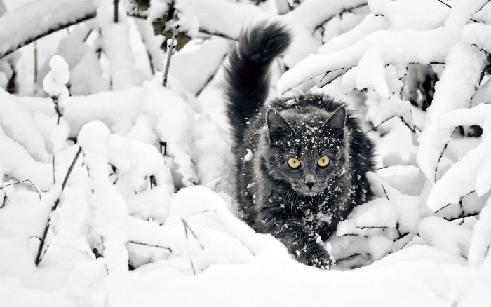 кот и новый год