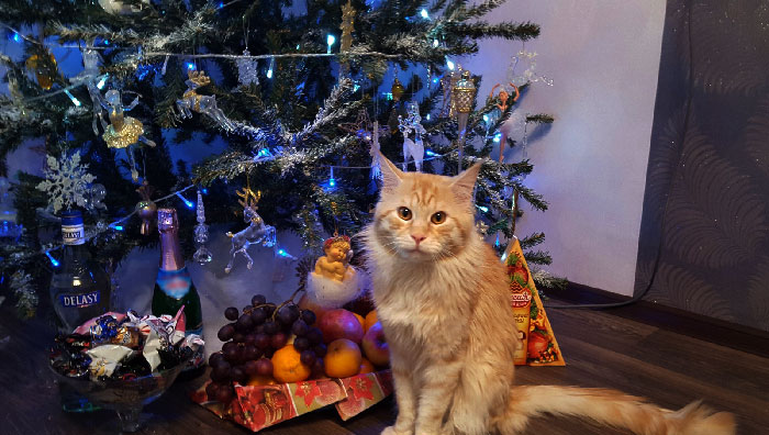 кот и новый год