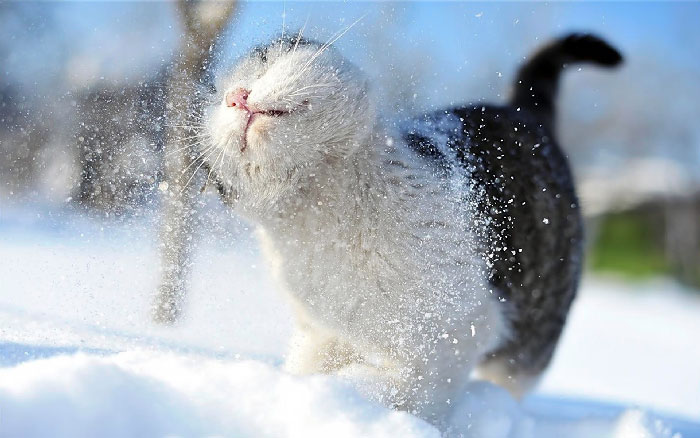 кот и новый год