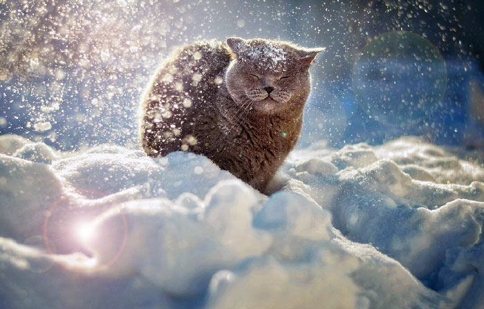 кот и новый год
