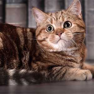 Окрасы шотландских кошек: фото, таблица, описания