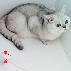 Окрасы шотландских кошек: фото, таблица, описания