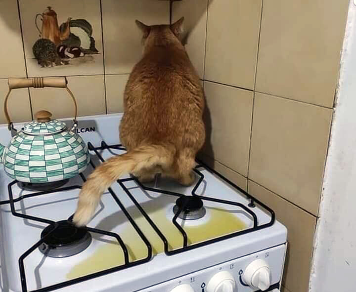кіт пісяє на плиту
