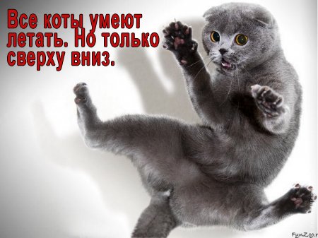 кот летит