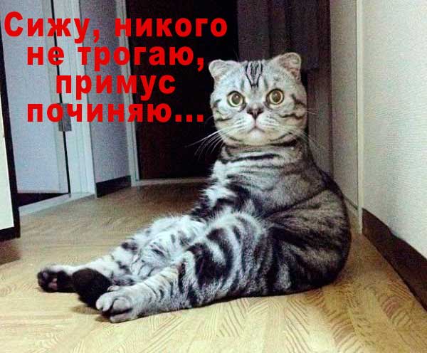 кот сидит