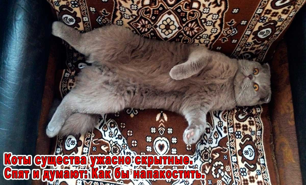 кот лежит