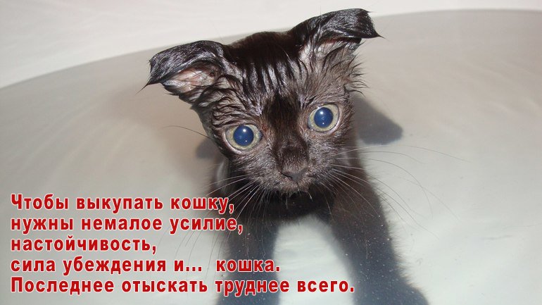 кошка купается