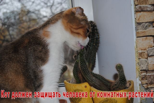 кот ест кактус