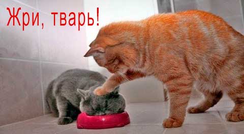 кот мокает другого мордой в миску