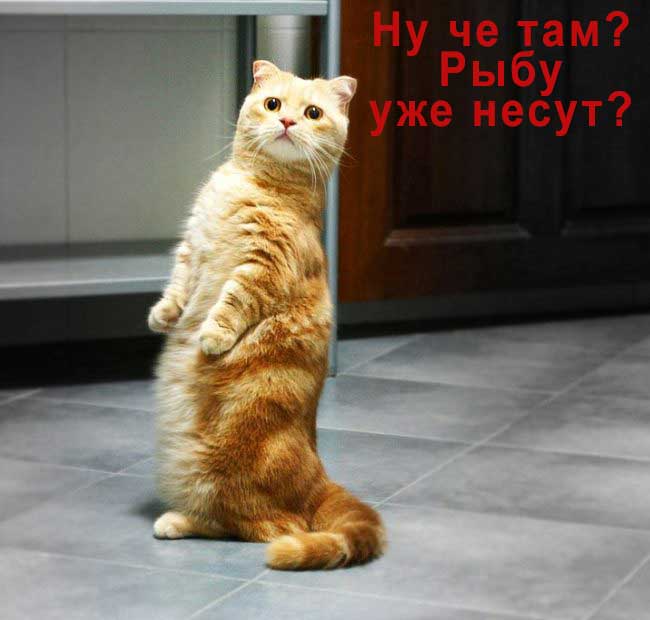 кот стоит на задних лапах