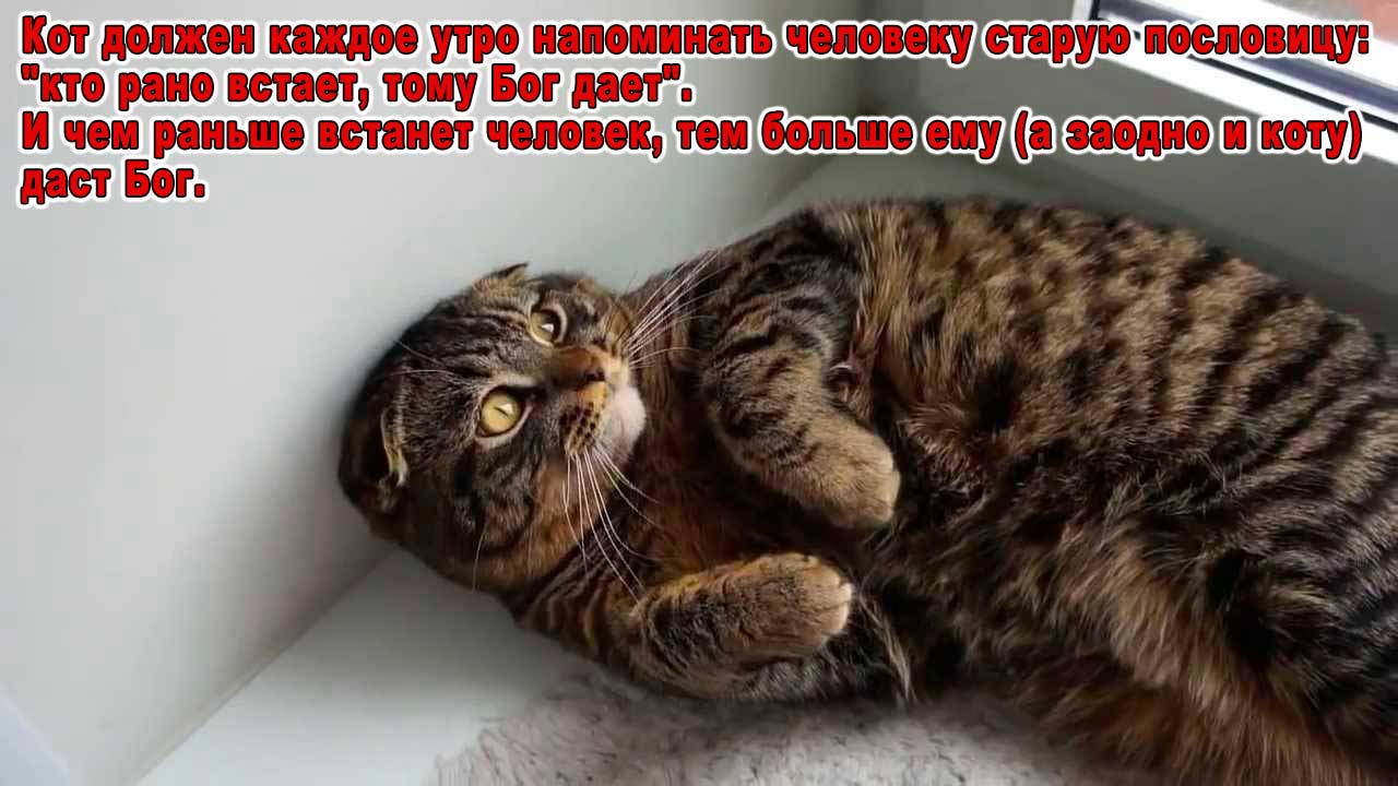 кот кролик