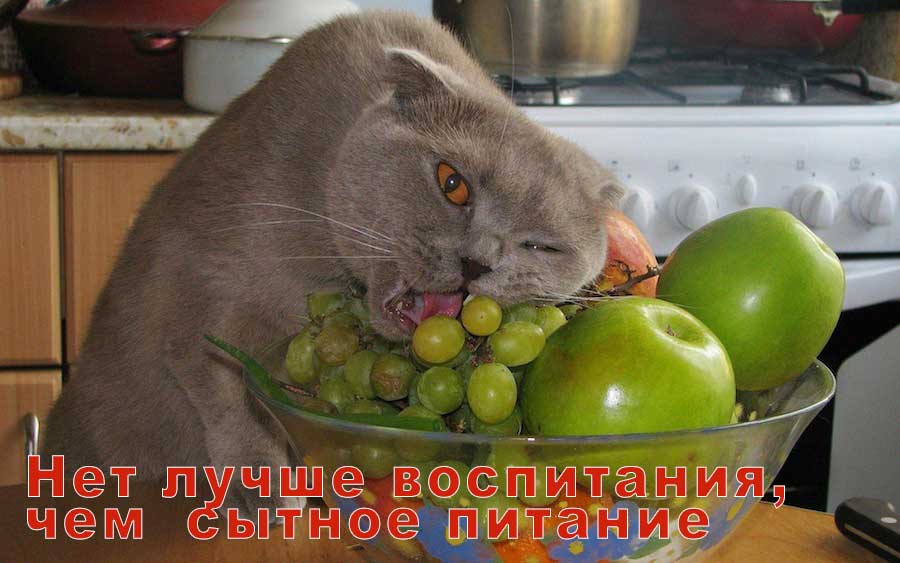 кот ест виноград