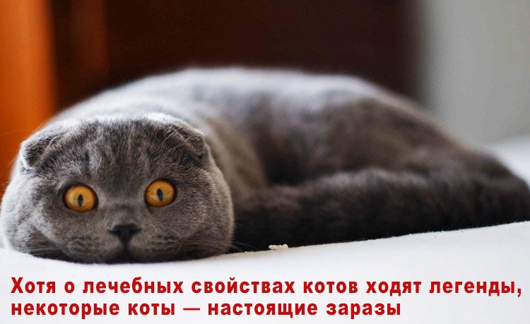 кошка затаилась