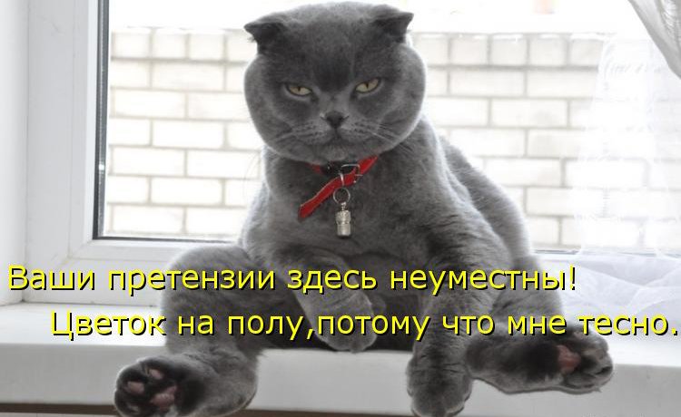 кот сидит на попе