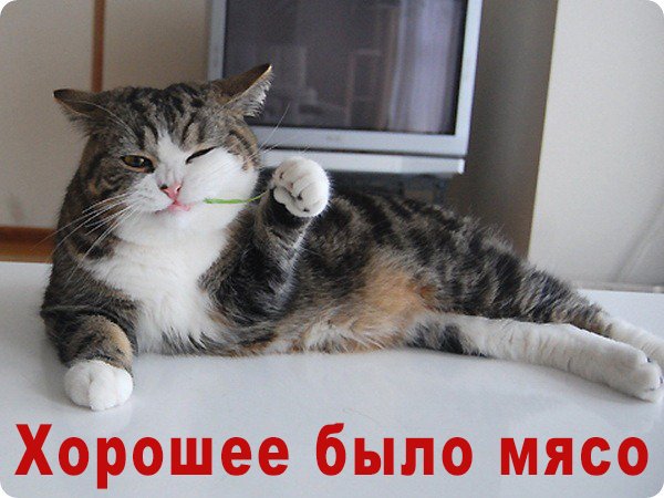 кот доволен
