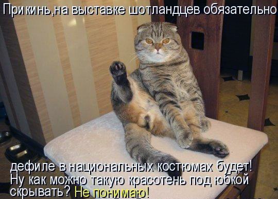 кот и яйца