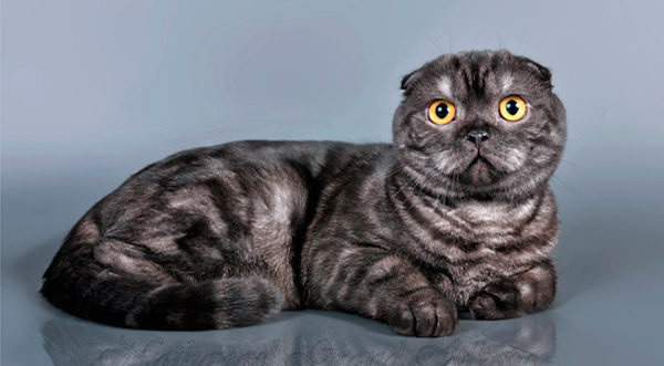 Дымчатый окрас шотландских кошек: внешность и уход