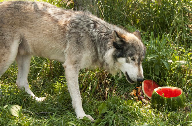 волк кушает арбузы