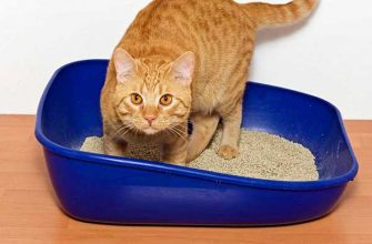 why wont my cat use their litter tray 55a4d4c2e614e1