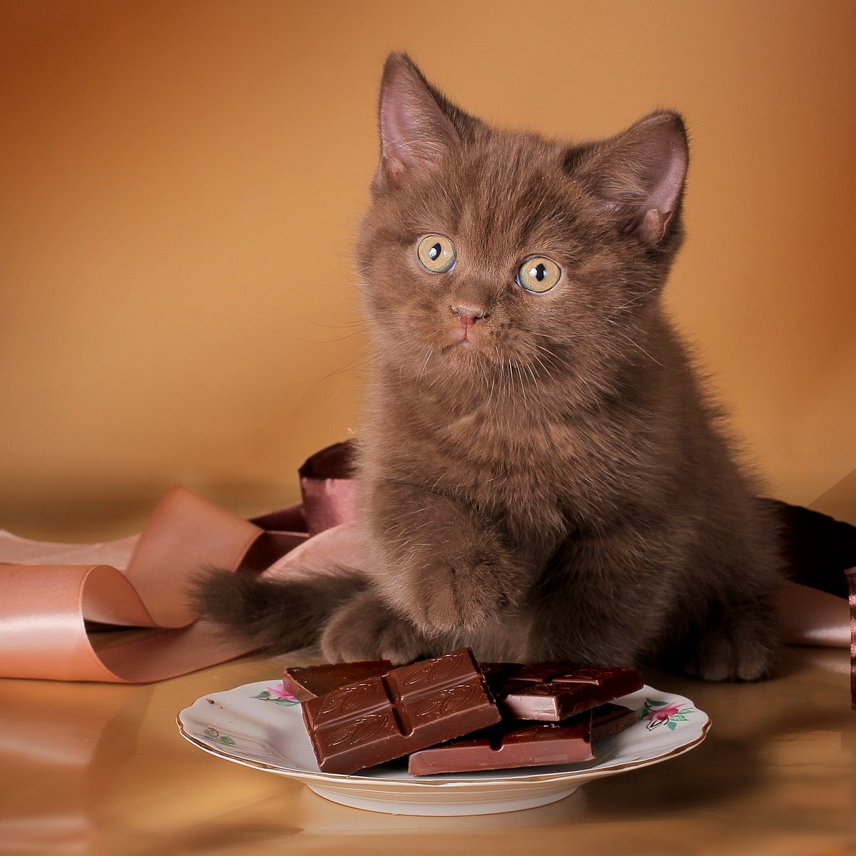 Невские шоколадные котята